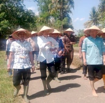 Tanam Padi IP 300, Pemkab Pangkep Mantapkan Ketahanan Pangan