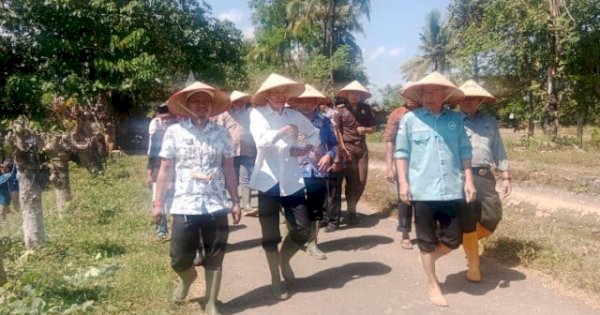 Tanam Padi IP 300, Pemkab Pangkep Mantapkan Ketahanan Pangan