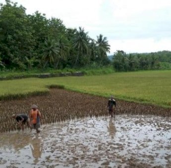 Tingkatkan Produktivitas Pertanian, DPRD Barru Usulkan Program Rehabilitasi Sawah