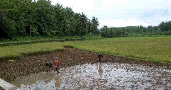 Tingkatkan Produktivitas Pertanian, DPRD Barru Usulkan Program Rehabilitasi Sawah