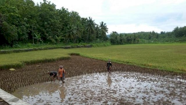 Tingkatkan Produktivitas Pertanian, DPRD Barru Usulkan Program Rehabilitasi Sawah