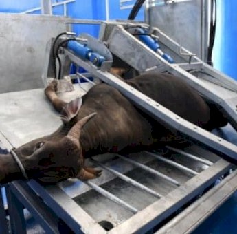 DPRD Makassar: Status Rumah Potong Hewan Perlu Dikaji