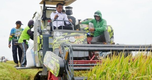 Panen Raya di Teteaji, Bupati Sidrap Turun Langsung Operasikan Mesin Panen Padi