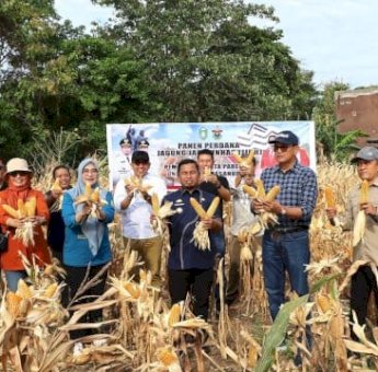 Panen Perdana Jagung Jago Unhas, Parepare Siap Kembangkan Sentra Pembibitan Nhico Nhico Minggu, 07 September 2025 08:49