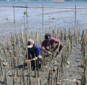Pemprov Sulsel Galakkan Penanaman Mangrove di Empat Kabupaten, Dukung Ekonomi Biru dan Rehabilitasi Pesisir