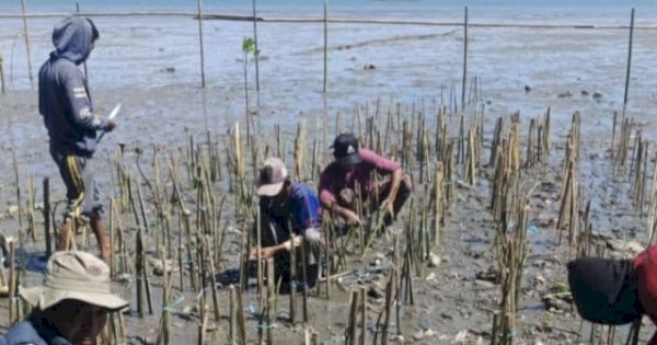 Pemprov Sulsel Galakkan Penanaman Mangrove di Empat Kabupaten, Dukung Ekonomi Biru dan Rehabilitasi Pesisir