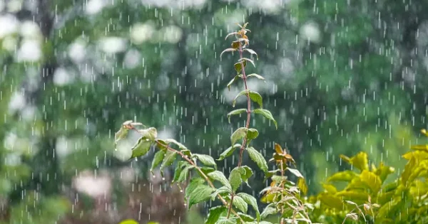 Cuaca Sulsel Kamis 30 Oktober, Hujan Ringan di Sejumlah Wilayah Sulsel