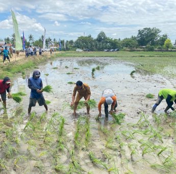 Panen 52 Hektare di Majjelling Wattang Bukti IP 300 Sukses Diimplementasikan