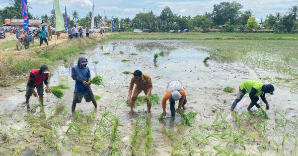 Panen 52 Hektare di Majjelling Wattang Bukti IP 300 Sukses Diimplementasikan