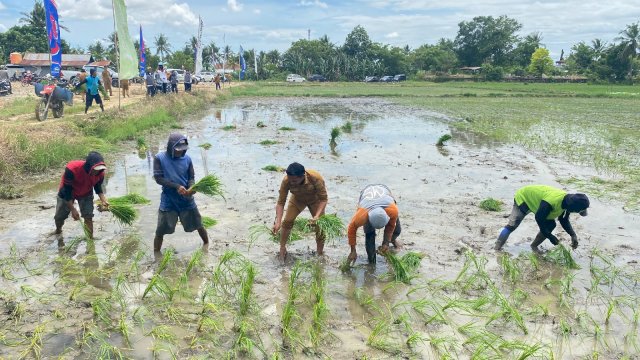 Bupati Sidrap Syaharuddin Alrif, melakukan Panen seluas 52 hektare di Kelurahan Majjelling Wattang, Kecamatan Maritengngae.