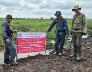 Gakkum Kehutanan dan TN Berbak Sembilang Musnahkan 98,8 Hektare Sawit Ilegal di Kawasan Konservasi