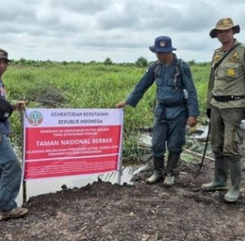 Gakkum Kehutanan dan TN Berbak Sembilang Musnahkan 98,8 Hektare Sawit Ilegal di Kawasan Konservasi