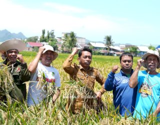 Panen Raya 3.300 Ton, Syaharuddin Alrif Optimistis Sidrap Capai Target Sejuta Ton Gabah