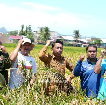 Panen Raya 3.300 Ton, Syaharuddin Alrif Optimistis Sidrap Capai Target Sejuta Ton Gabah
